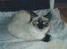 Ch. Shaggy Síh, první kočička s želvovinovými znaky